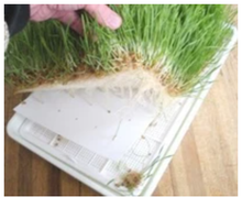 Load image into Gallery viewer, Wheatgrass Grower